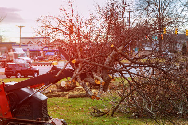 Best Tree Removal  in Franklin, OH