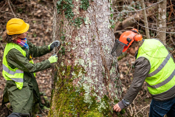 Best Stump Grinding and Removal  in Franklin, OH