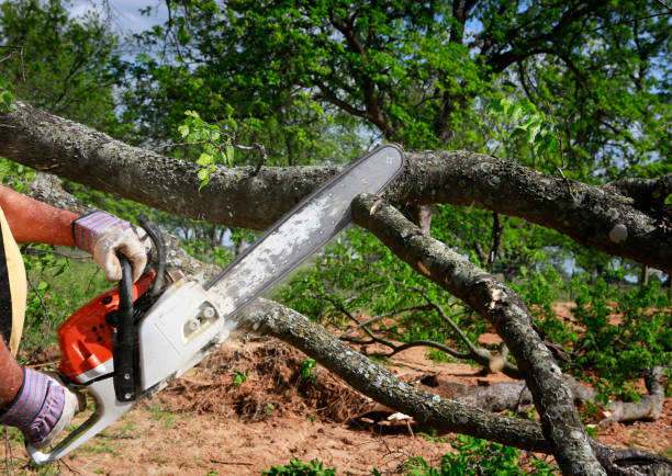 Best Tree Trimming and Pruning  in Franklin, OH